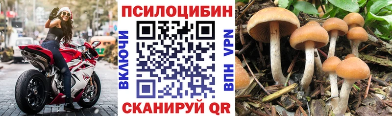 hydra вход  Пущино  Галлюциногенные грибы Cubensis 